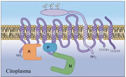 Figura 10 – Características gerais da estrutura da P-ATPase (adaptado de 43).