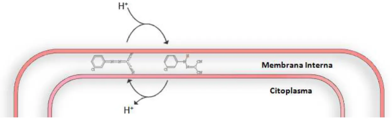 Figura 13 - Efeito bioenergético dos protonóforos (adaptado de 124). 