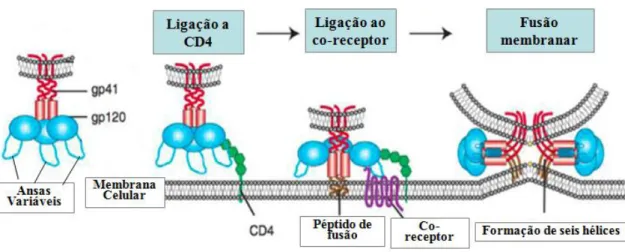 Fig. 5 - Representação esquemática das fases iniciais da entrada do HIV-1 na célula hospedeira (adaptado de  http://link.springer.com/chapter/10.1007%2F978-1-4614-0980-9_10).