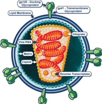 Figure 1.4: Schematic representation of the HIV-1 viral structure