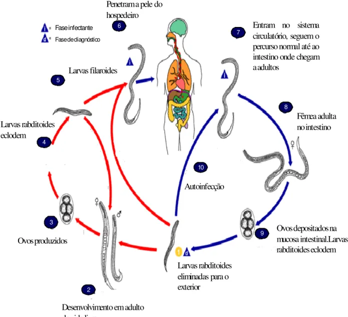 Figura 7 - Ciclo de vida de Strongyloides stercoralis. 
