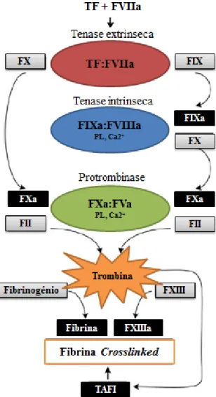 Figura 2 - Visão geral da cascata de coagulação (modelo atual). Sequência de processos que levam à  formação do coágulo de fibrina