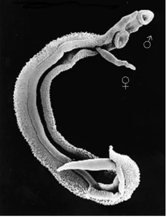 Figura  1.  Casal  de  vermes  adultos  de  Schistosoma  mansoni.  A  fêmea  encontra-se  alojada no canal ginecóforo do macho