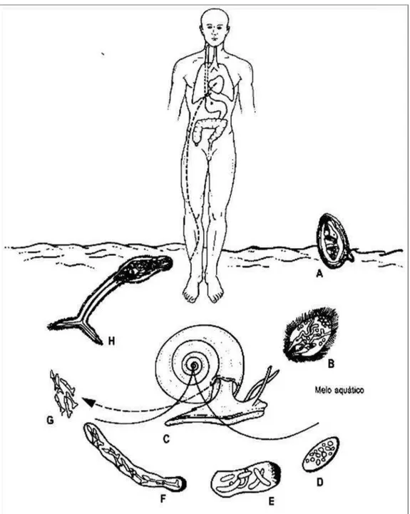 Figura 2. Ciclo do S. mansoni.  A) ovo com miracídio alcançando a água; B) miracídio  nadando  para  um  caramujo  —  liomphalaria;  C)  penetração  do  miracídio  nas  partes  moles  do  caramujo;  D)  esporocisto;  E)  esporocisto;  F)  esporocisto  2 o 