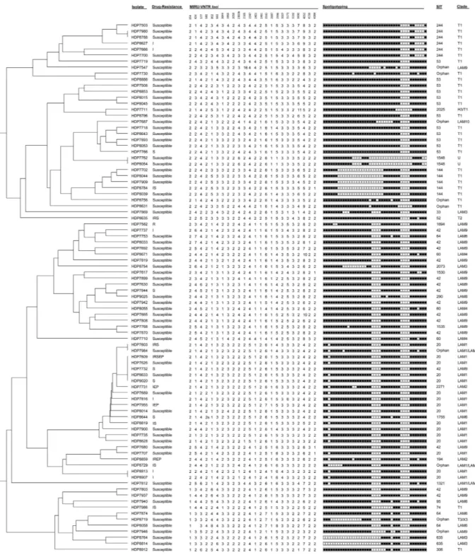Figure 2.  MIRU-VNTR dendrogram (24  loci ) of the 88  M. tuberculosis  clinical isolates analysed in   the present study