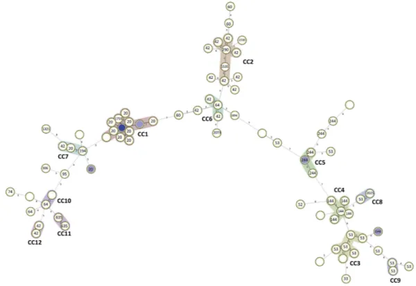 Figure 3.  Minimum spanning tree of the 88  M. tuberculosis  clinical isolates studied herein