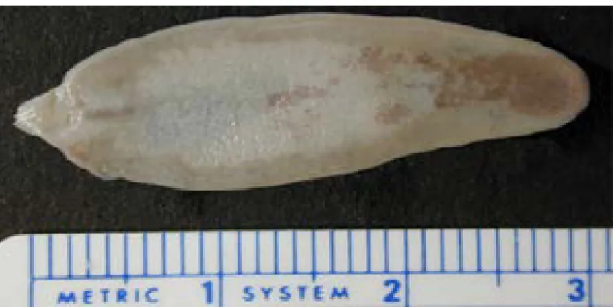 Figura I 3.3. Imagem do parasita Fasciola hepatica 