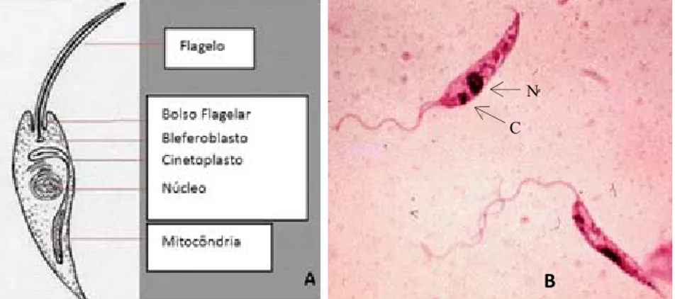 Figura 7 – Formas promastigotas de Leishmania. 