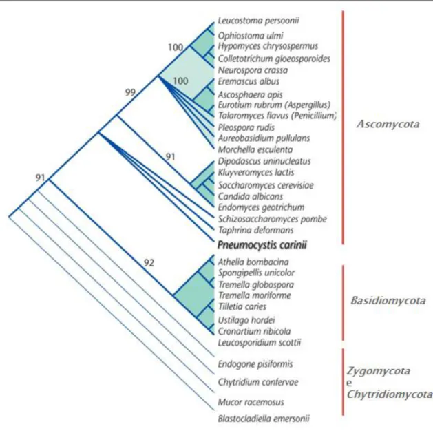 Figura 1. Árvore filogenética de sequências nucleotídicas do gene 18S rRNA de diferentes espécies do  Reino Fungi e da espécie Pneumocystis carinii (adaptado de Kaneshiro &amp; Limper 2011)