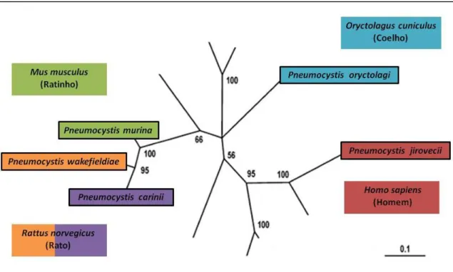 Figura 2.  Árvore  filogenética do género  Pneumocystis, a partir da análise de  sequências nucleotídicas  dos genes mtLSU rRNA e mtSSU rRNA, evidenciando as cinco espécies do género descritas até à data,  bem como os seus hospedeiros esp                  