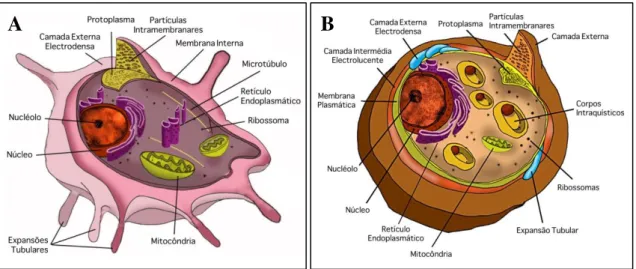Figura 3. Ilustração das principais estruturas celulares das formas morfológicas, trofozoíto (A) e quisto  (B), de Pneumocystis (adaptado de Souza &amp; Benchimol 2005)