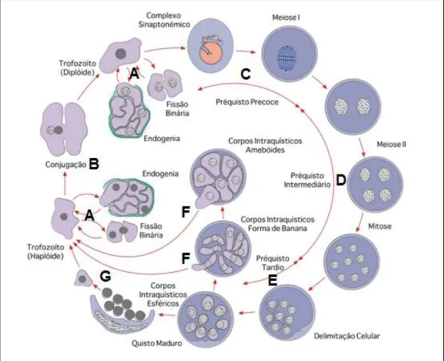 Figura 4. Ilustração do ciclo de vida de Pneumocystis spp. A. Reprodução assexuada, por fissão binária  ou  endogenia;  B