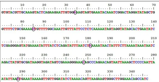 Figura  8.  Representação  ilustrativa  das  principais  variações  polimórficas  de  mtLSU  rRNA  de  P