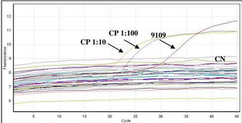 Figura 5: Gráfico das curvas de amplificação  resultantes da emissão de fluorescência  pelos  produtos  amplificados  por  técnica  de  PCR  em  tempo  real