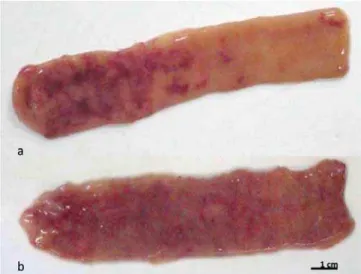 Figura 2. Áreas avermelhadas na região duodenal observada no 3º (a) e 9º dias após imfecção (b) em frangos inoculados com 1x10 6 oocistos de Eimeria acervulina.