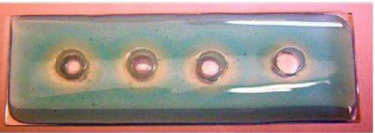 FIGURA 6: Teste de Termonuclease: Formação de halo róseo ao redor do inóculo.  Fonte: Circular Técnica Embrapa, Sobral, CE 
