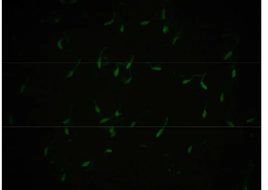 Figura 4 - Fotomicrografia de Leishmania sp. evidenciada pela  técnica de reação de imunofluorescência indireta (400X)
