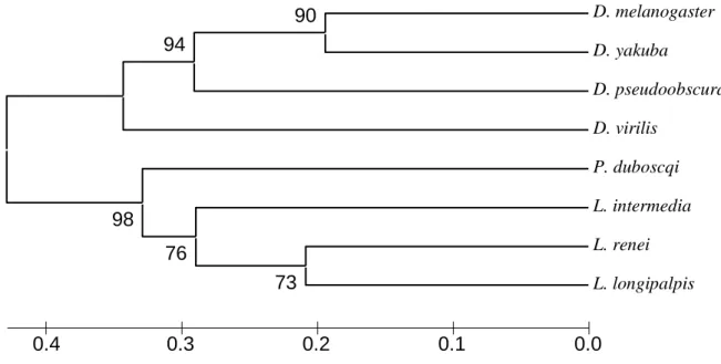 Fig. 4   D. melanogaster   D. yakuba   D. pseudoobscura   D. virilis   P. duboscqi   L