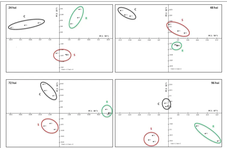 FIGURE 4 | Principal Component Analysis (PCA) performed for the spots whose volume significantly changed in abundance (p-value < 0.05), for each time-point of the infection (24–96 hai)