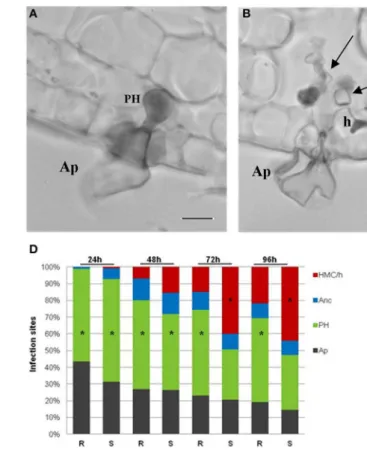 FIGURE 1 | Light micrographs of H. vastatrix infection sites at 72 hai.