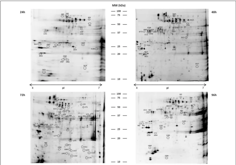 FIGURE 2 | Representative 2DE gels of coffee leaf APF proteins.
