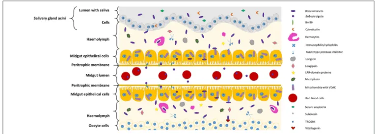FIGURE 1 | Diagram representing tick molecules implicated in Babesia spp. acquisition and transmission by the vector