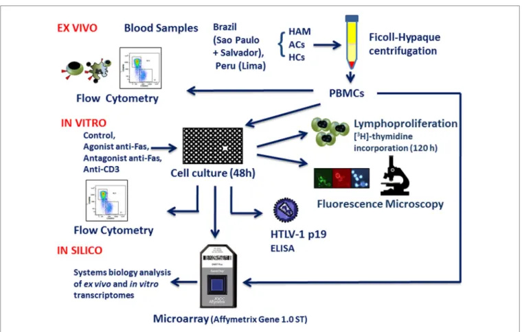 FigUre 1 | schematic representation of the methodology (ex vivo, in vitro, and in silico approaches).
