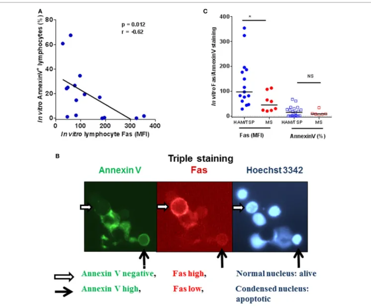 FigUre 5 | Fas hi  cells are apoptosis-resistant in haM/TsP patients. (a) Fas mean fluorescence intensity (MFI, on a per-cell basis) negatively correlates to  apoptosis (quantified as % annexin V +  cells) in lymphocytes of HAM/TSP patients (*p = 0.012, Sp