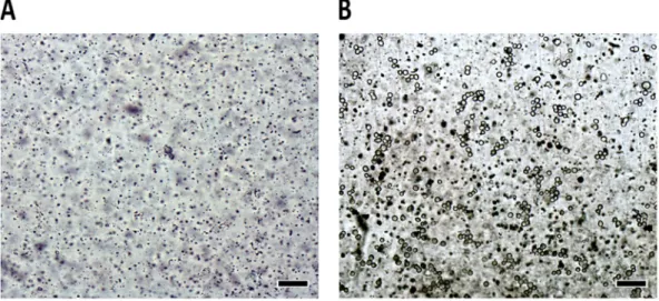 Figure 4.  Micrographies of the microchip before and after cell injections. (A) Untreated PT microchip channel  before cell introduction (the image illustrates the roughness of the polyester surface and the dark spots are  artifacts from scattered toner pa