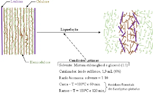 Figura 3.7 - Esquema da liquefação em que macromoléculas (lenhina, celulose e hemicelulose)  da biomassa originam fragmentos instáveis