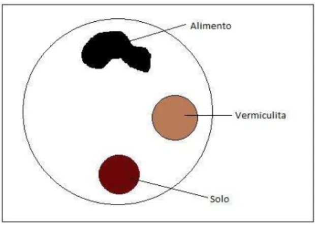 Figura  1  –  Esquema  representando  a  arena  utilizada  para  o  desenvolvimento  dos  bioensaios  com diferentes alimentos.
