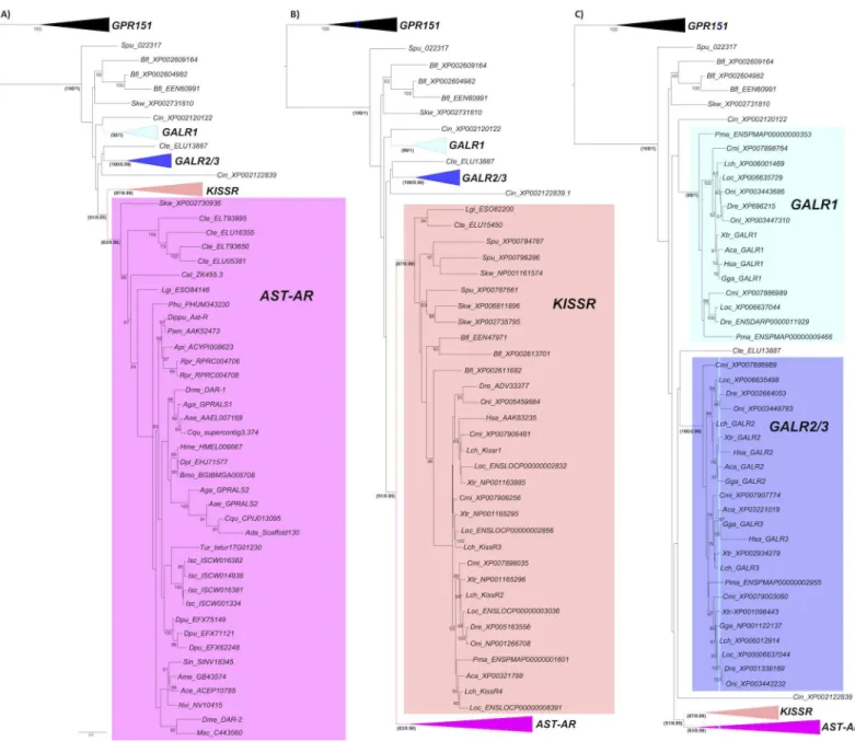 Fig 3. Phylogeny of the AST-AR with the KISSR and GALR. Phylogenetic analysis was performed using the ML method and three subsets of the same phylogenetic tree showing the expansion of the different family members (A, B and C) are represented to facilitate