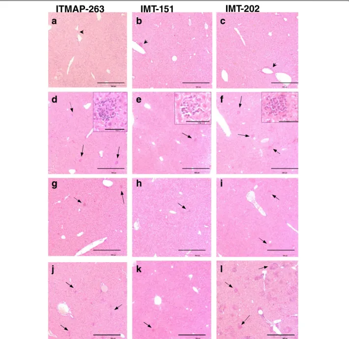 Fig. 4 Histological alterations in the livers of mice infected with L. infantum. C57BL/6 (a-f), p47phox −/− (g-i) or Nos2 −/− (j-l) mice were infected with L