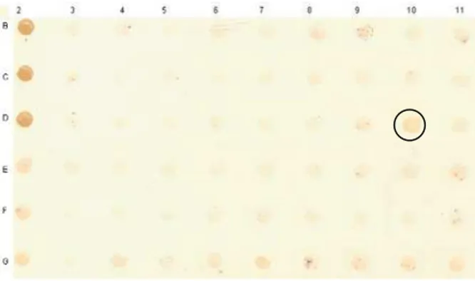 Figura 4 – “Dot blot” de 48 colônias isoladas do clone negativo da amostra 1 de C. perfringens tipo D