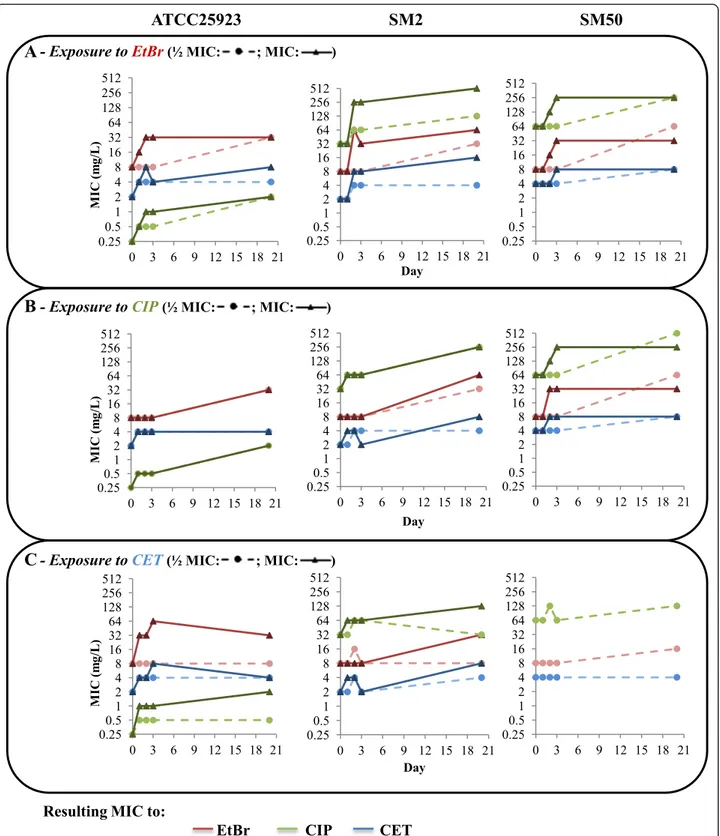 Fig. 1 Evolution of MIC values (mg/L) of the EP substrates for the strains in study. The data presented correspond to the MICs of ethidium bromide (EtBr, red), ciprofloxacin (CIP, green) and cetrimide (CET, blue) throughout the 20-day exposure to EtBr (a),