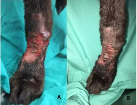 Figura 2  –  Dermatitte acral por lambedura no membro posterior esquerdo, num  Retriever  Labrador,  com  2  anos  de  idade,  seguido  no  HVMG