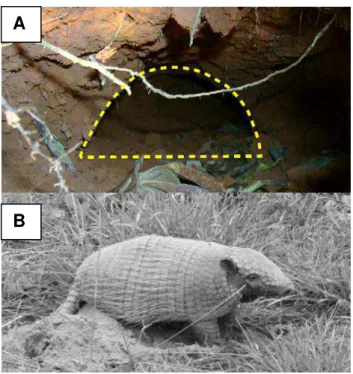 Figura  3:  A)  Escavação  da  espécie  Euphractus  sexcinctus.  B)  Euphractus  sexcinctus  (Foto:  Arnald  Desbiez; Fonte: Medri et al., 2006)