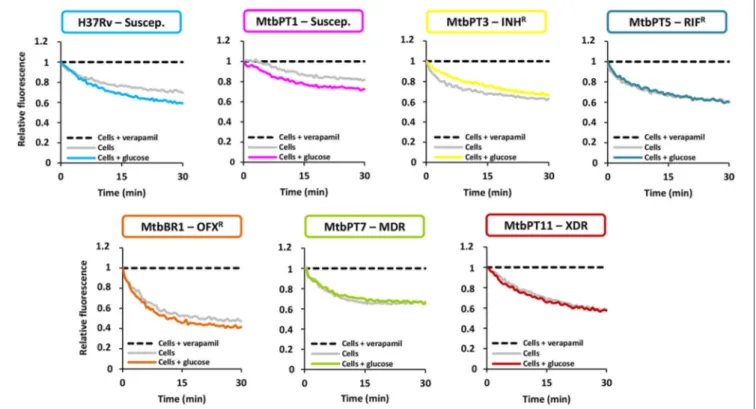 FIGURE 1 | Assessment of efflux activity on the M. tuberculosis strains in study. Ethidium bromide was used at the equilibrium concentration for each strain as follows: 0.25 µg/ml for H37Rv, MtbPT1, MtbPT5, MtbPT7, and MtbPT11; 0.5 µg/ml, MtbPT3; and 1 µg/