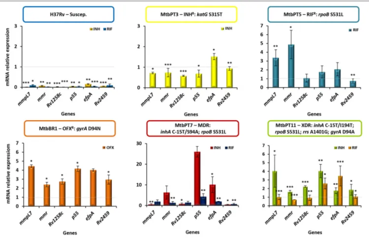 FIGURE 3 | Quantification of the relative mRNA expression levels of a panel of efflux pump genes