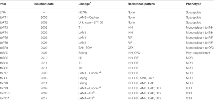 TABLE 1 | Categorization of the M. tuberculosis strains studied according to their lineage, resistance pattern, and phenotype.