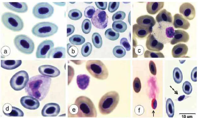 Figura 4  –   Células sanguíneas de pacus (Piaractus mesopotamicus)  inoculados com Aeromonas hydrophila