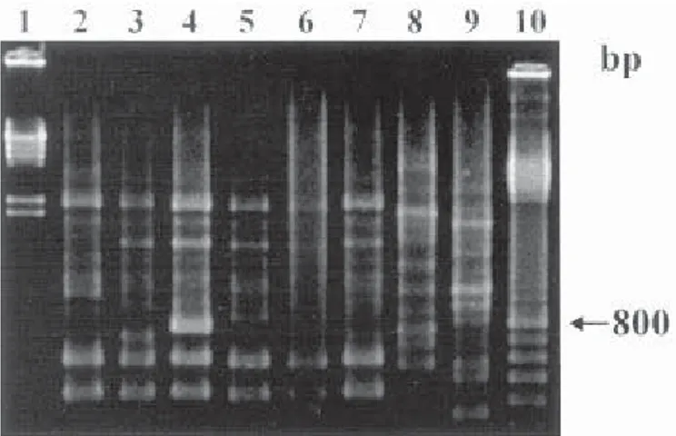 Fig. 1 - Representative profiles generated by RAPD-PCR using primer 784. Lanes: 1, Hind III digested bacteriophage  λ  DNA; 2, RAPD profile R1; 3, RAPD profile R2; 4, RAPD profile R3; 5, RAPD profile R4; 6, RAPD profile R5; 7, RAPD profile R6; 8, RAPD prof
