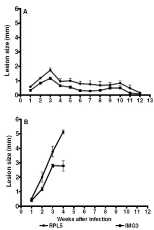 Fig. 1 - Time course of lesion development in C57BL/6 WT (A), IFNγ KO C57BL/6 (B)  mice infected with 5 x 10 6  stationary-phase promastigotes of isolates RPL5 and IMG3 in  one of the hind footpads