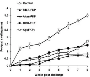 Fig.  1  -  Lesion  measurements  in  BALB/c  mice  following  immunization  and  challenge  with 1 x 10 6  virulent L