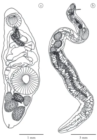 Figure 1. a) Gonocerca trematomi, total, ventral view. b) Lampritrema  miescheri, total, dorsal view.