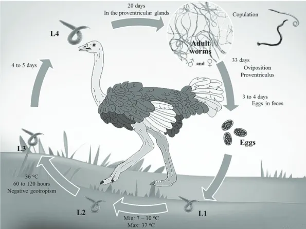 Figure 1. Life cycle of Libyostrongylus spp., according to Theiler and Robertson (1915).