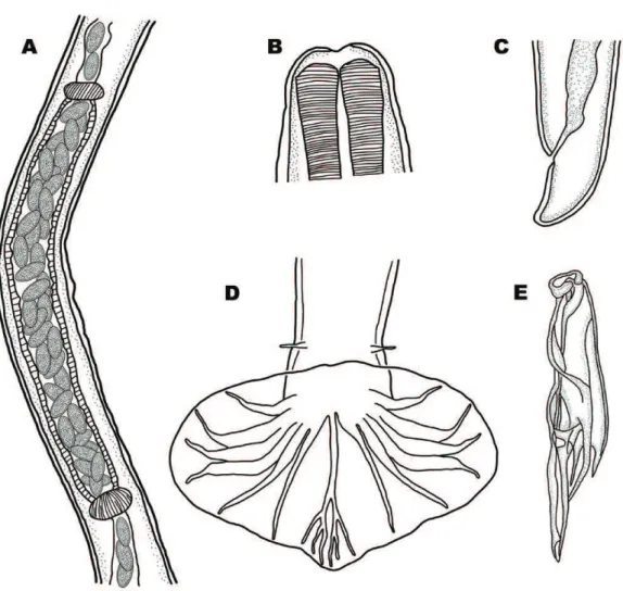 Figure 4. Libyostrongylus magnus (A) Ovejector; (B) Anterior end; (C) Female posterior end; (D) Male copulatory bursa; and (E) Spicules
