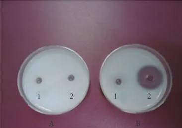 Figure 2. Non-reducing SDS-PAGE (12%) profile of unfed R. (B.)  annulatus larval extract (Coomassie blue staining): tick larval extract  (lane A); molecular weight standards (lane M).