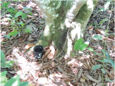 Figure 1. Trap constructed from plastic (PET) bottle, located in the  forest environment on the ground.