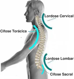 Figura 2 -  Curvas fisiológicas da coluna vertebral no plano sagital. 